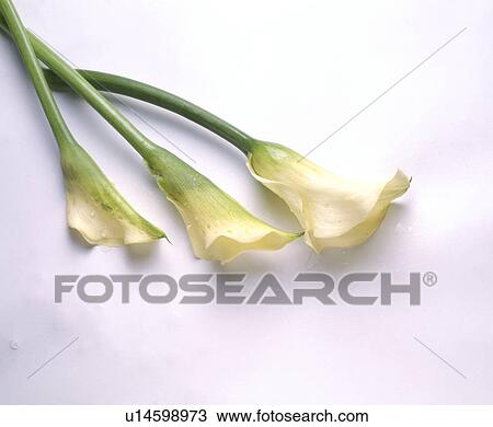 Stock Image - Close-up of three cream calla-lilies. Fotosearch