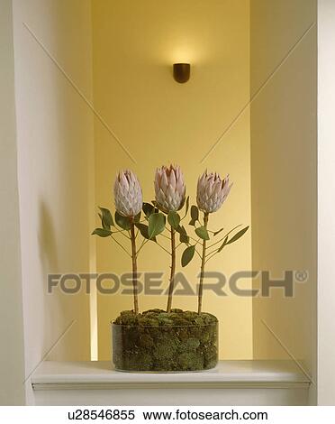 Close-up of three pink protea flowers in glass bowl with moss View Large Photo Image Stock Photography - Close-up of three pink protea flowers in glass bowl with moss. Fotosearch