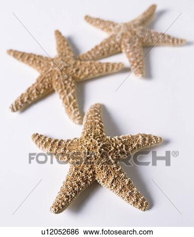 Close-up of three starfish View Large Photo Image Stock Photograph - Close-up of three starfish. Fotosearch