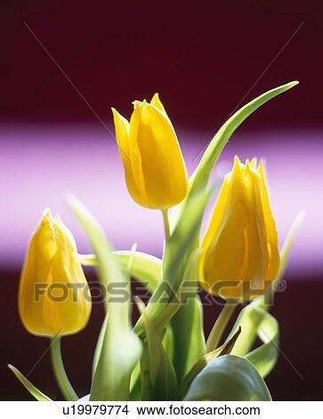 Close up of three yellow tulips against a dark sky. View Large Photo Image Picture - Close up of three yellow tulips against a dark sky.. Fotosearch