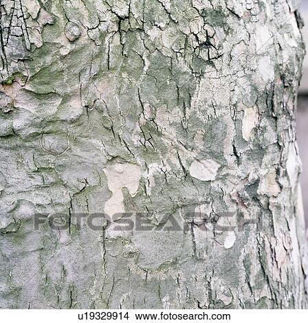 Close-up of tree-bark View Large Photo Image Picture - Close-up of tree-bark. Fotosearch