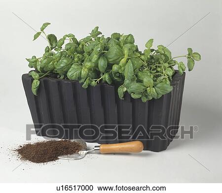 Close-up of trowel beside basil growing in black rectangular pot View Large Photo Image Stock Image - Close-up of trowel beside basil growing in black rectangular pot. Fotosearch