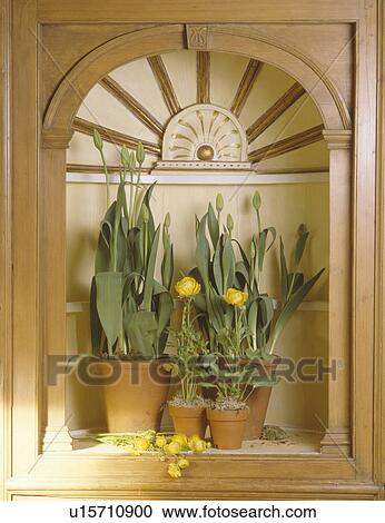 Close-up of tulips and yellow ranunculus in terracotta pots in wood-framed alcove View Large Photo Image Stock Image - Close-up of tulips and yellow ranunculus in terracotta pots in wood-framed alcove. Fotosearch