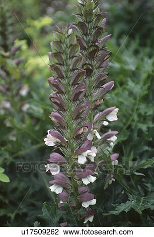 Stock Image - Close up of two flower spikes of bear's breeches. Fotosearch