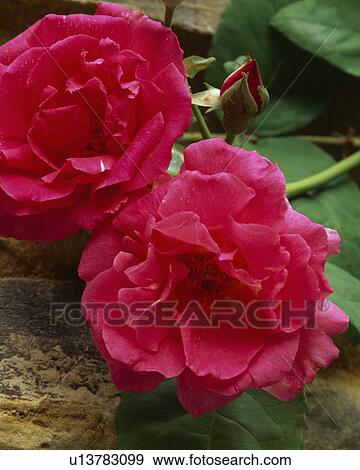 Close up of two flowers of a deep pink large flowered rose. View Large Photo Image Stock Photo - Close up of two flowers of a deep pink large flowered rose.. Fotosearch