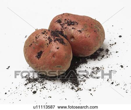 Close-up of two newly-dug potatoes View Large Photo Image Stock Photo - Close-up of two newly-dug potatoes. Fotosearch