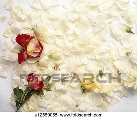 Close-up of two red roses on bed of white petals View Large Photo Image Stock Photography - Close-up of two red roses on bed of white petals. Fotosearch