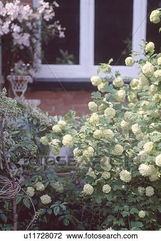 Stock Image - Close-up of viburnum opulus in front of window. Fotosearch