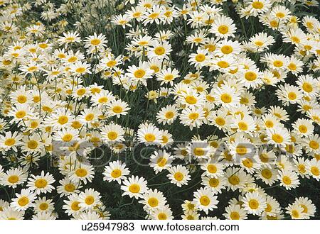 Close-up of white argyranthemum View Large Photo Image Stock Image - Close-up of white argyranthemum. Fotosearch
