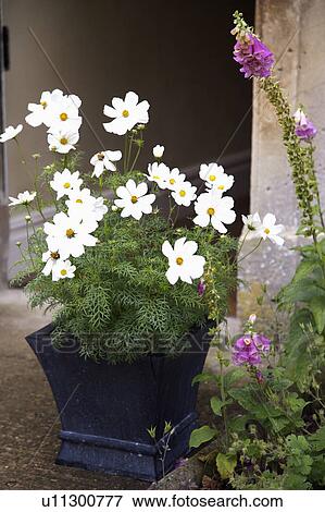 Stock Photo - Close-up of white cosmos in pot beside pink foxglove. Fotosearch
