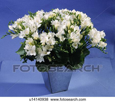 Close-up of white freesias in blue metal pot View Large Photo Image Stock Photo - Close-up of white freesias in blue metal pot. Fotosearch