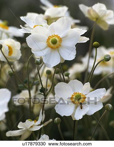 Close up of white Japanese anemone. View Large Photo Image Stock Image - Close up of white Japanese anemone.. Fotosearch