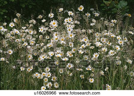 Close-up of white marguerites in wild-flower border View Large Photo Image Stock Photograph - Close-up of white marguerites in wild-flower border. Fotosearch