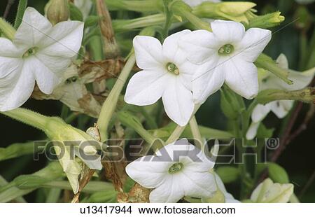 Picture - Close-up of white nicotiana. Fotosearch