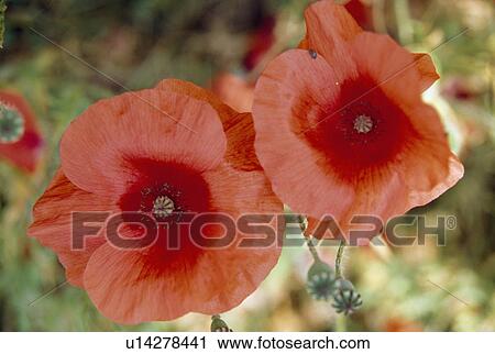 Stock Image - Close up of wild poppy with seedheads and open red flowers. Fotosearch