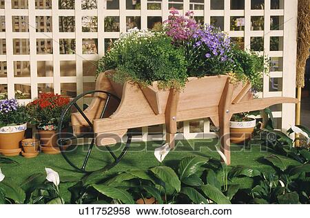 Close-up of wooden barrow with pots of maidenhair fern and mauve asters against trellis fence View Large Photo Image Stock Photo - Close-up of wooden barrow with pots of maidenhair fern and mauve asters against trellis fence. Fotosearch
