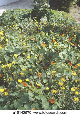 Close-up of yellow African daisies and orange nasturtiums View Large Photo Image Stock Image - Close-up of yellow African daisies and orange nasturtiums. Fotosearch