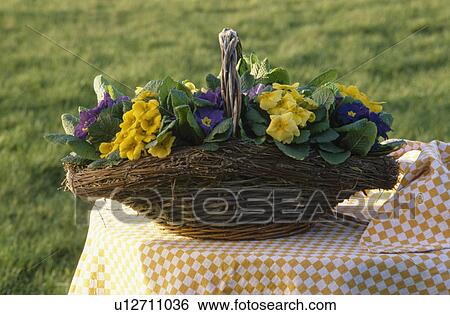 Close-up of yellow and mauve primroses in basket on garden table View Large Photo Image Stock Photograph - Close-up of yellow and mauve primroses in basket on garden table. Fotosearch