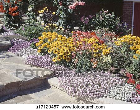 Close-up of yellow annual rudbeckia in colourful summer border edged with pink alyssum View Large Photo Image Stock Photo - Close-up of yellow annual rudbeckia in colourful summer border edged with pink alyssum. Fotosearch