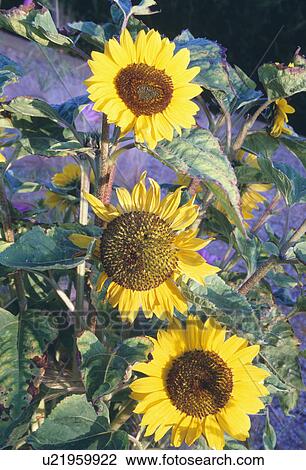 Close-up of yellow annual sunflowers View Large Photo Image Stock Image - Close-up of yellow annual sunflowers. Fotosearch