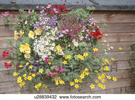 Close-up of yellow bidens and red mimulus with lobelia in basket on shed wall View Large Photo Image Stock Image - Close-up of yellow bidens and red mimulus with lobelia in basket on shed wall. Fotosearch