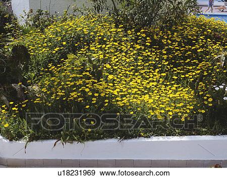 Close-up of yellow daisies in Mediterranean garden border View Large Photo Image Stock Photo - Close-up of yellow daisies in Mediterranean garden border. Fotosearch