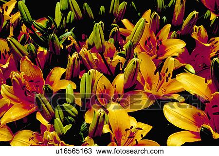 Stock Image - Close-up of yellow "Golden Clarion Hybrid" lilies. Fotosearch