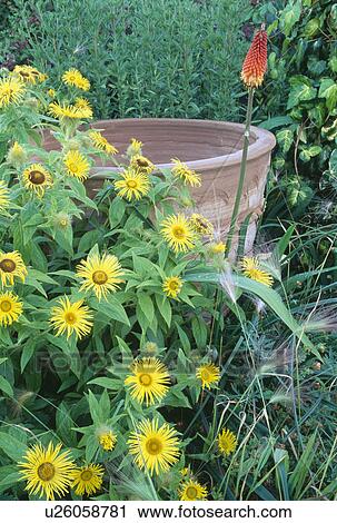 Close-up of yellow inula with large pot in summer border View Large Photo Image Stock Image - Close-up of yellow inula with large pot in summer border. Fotosearch