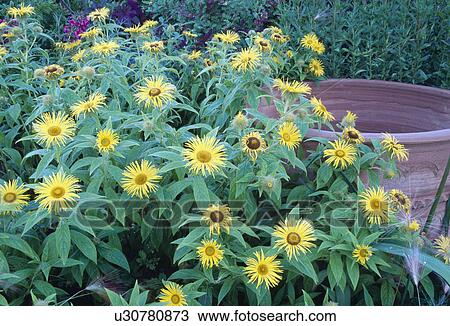 Close-up of yellow inula with large pot View Large Photo Image Stock Image - Close-up of yellow inula with large pot. Fotosearch