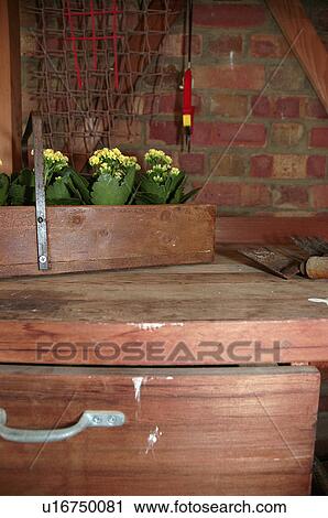 Close-up of yellow kalanchoe in wooden trug on shelf in garden shed
 
 
 
 
 
 
 
 
 
 
 
 
 View Large Photo Image Stock Image - Close-up of yellow kalanchoe in wooden trug on shelf in garden shed
 
 
 
 
 
 
 
 
 
 
 
 
. Fotosearch