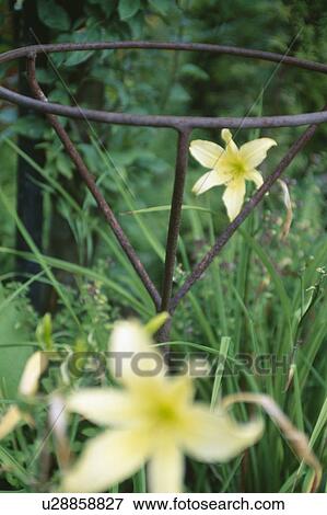 Stock Photo - Close-up of yellow lilies with metal support frame. Fotosearch