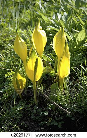 Stock Image - Close-up of yellow Lysicvhiton Americanus. Fotosearch