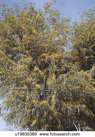 Stock Photo - Close-up of yellow mimosa tree. Fotosearch