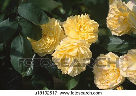 Stock Photo - Close-up of yellow rose. Fotosearch