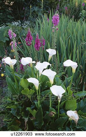 Close-up of zantedeschia and pink foxgloves in summer garden border View Large Photo Image Stock Image - Close-up of zantedeschia and pink foxgloves in summer garden border. Fotosearch
