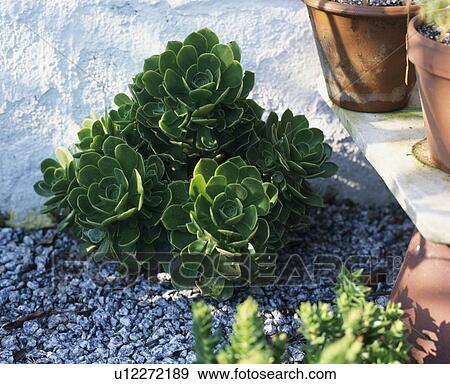 Stock Photo -  Close up ofpinwheel succulent at the base of a whitewashed wall. Fotosearch