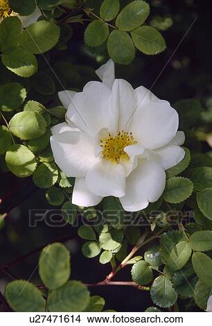 Close up semi double creamy rose. View Large Photo Image Picture - Close up semi double creamy rose.. Fotosearch