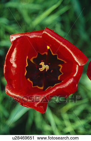 Close up showing the distictive black internal blotch edged with yellow inside a red tulip. View Large Photo Image Stock Image - Close up showing the distictive black internal blotch edged with yellow inside a red tulip.. Fotosearch