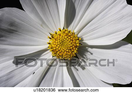 Closeup Di Singolo Margherita Bianca Tipo Fiore Con Giallo Centro In Sole Archivio Fotografico U18201836 Fotosearch