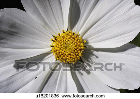 Closeup of single white daisy type flower with yellow centre in sunshine. View Large Photo Image Stock Photograph - Closeup of single white daisy type flower with yellow centre in sunshine.. Fotosearch
