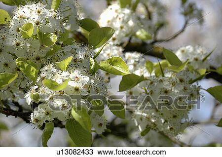 Stock Image - Closeup of white blossom heralding beginning of Spring.. Fotosearch
