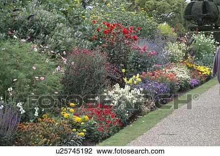 Stock Image - Colourful flowering plants in herbaceous border in large country garden in summer. Fotosearch