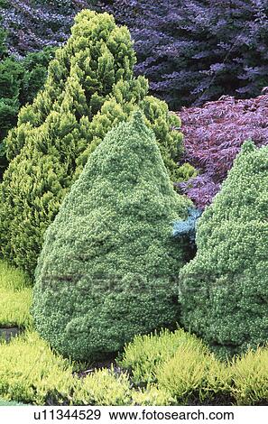 Conical conifer trees underplanted with low-growing conifer shrubs View Large Photo Image Stock Photo - Conical conifer trees underplanted with low-growing conifer shrubs. Fotosearch