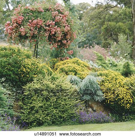 Stock Image - Conifers and yellow santolina in summer border below large pink rose tree. Fotosearch