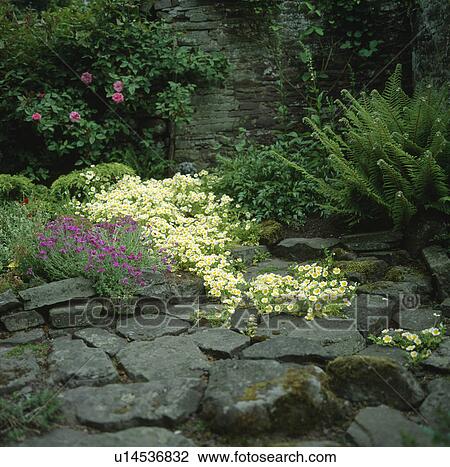 Stock Image - Corner o fa rockery with poached egg plant and aubretia.. Fotosearch