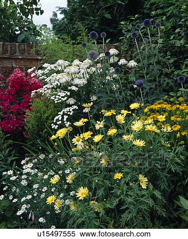 Corner of a summer perennial border with phlox, marguerite and globe thistle. View Large Photo Image Stock Photography - Corner of a summer perennial border with phlox, marguerite and globe thistle.. Fotosearch