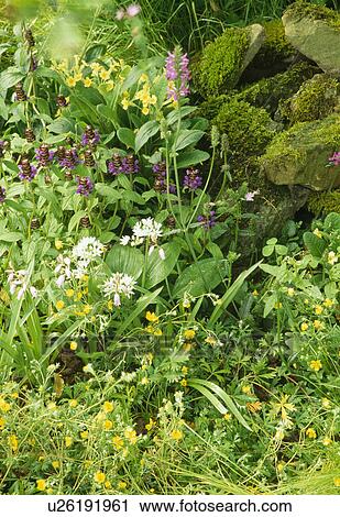 Corner of a wild garden with alliums, primroses and bugle. View Large Photo Image Stock Image - Corner of a wild garden with alliums, primroses and bugle.. Fotosearch