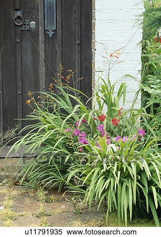 Stock Photography - Country doorway with montbretia.. Fotosearch