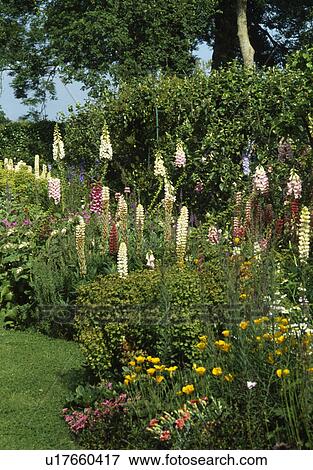 Cream lupins and pink foxgloves in summer garden border View Large Photo Image Stock Photo - Cream lupins and pink foxgloves in summer garden border. Fotosearch