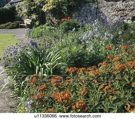 Curved perennial border with euphorbia and Jacob's ladder by a flagged path with wooden bench. View Large Photo Image Stock Photograph - Curved perennial border with euphorbia and Jacob's ladder by a flagged path with wooden bench.. Fotosearch